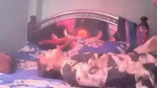 جنس مصري صريح: موقع بث إباحي مجاني