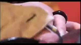 التبول مقلاع اللسان المزدوج