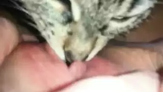 لعب حيوان أليف جامح: قطة تلعق فرجها المبلل